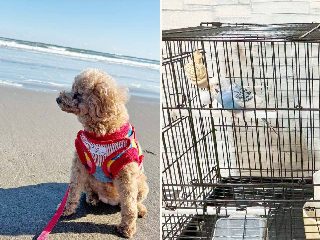 画像：心と体を支える専門スタッフと動物たち